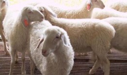 育肥羊爆料视频大全最新,最新爆料视频大全深度解析